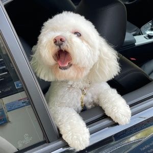 Meet your Posher, Frank